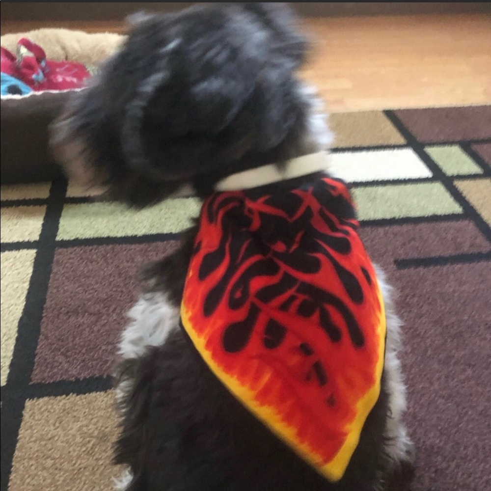 Dog Bandanas - Picture 4 of 4